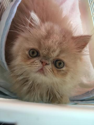 エキゾチックロングヘアー