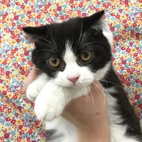 スコティッシュフォールド