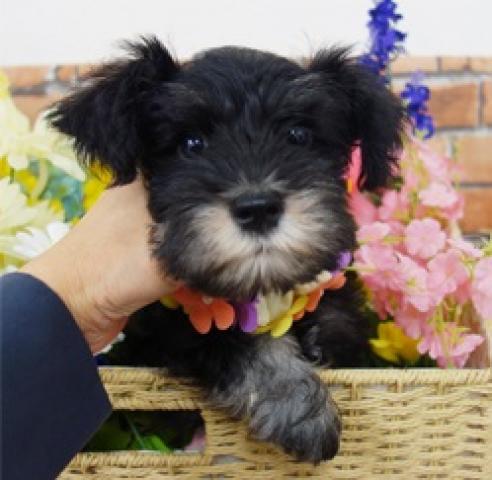 ミニチュアシュナウザー