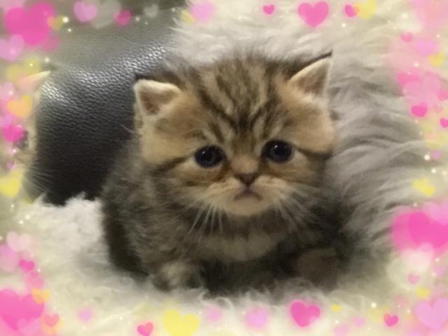 エキゾチックショートヘアー