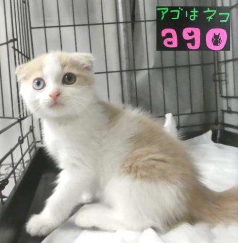 最高 50 オッドアイ 猫 販売 サンセゴメ