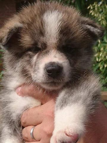 秋田犬