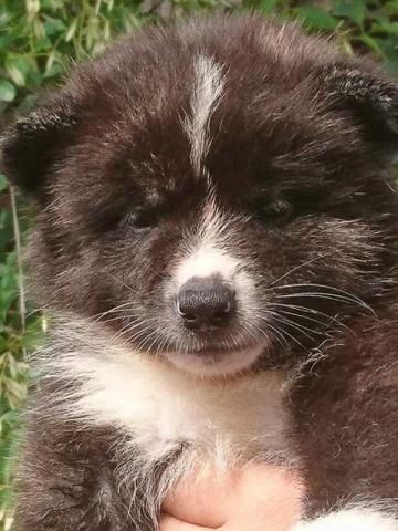 秋田犬