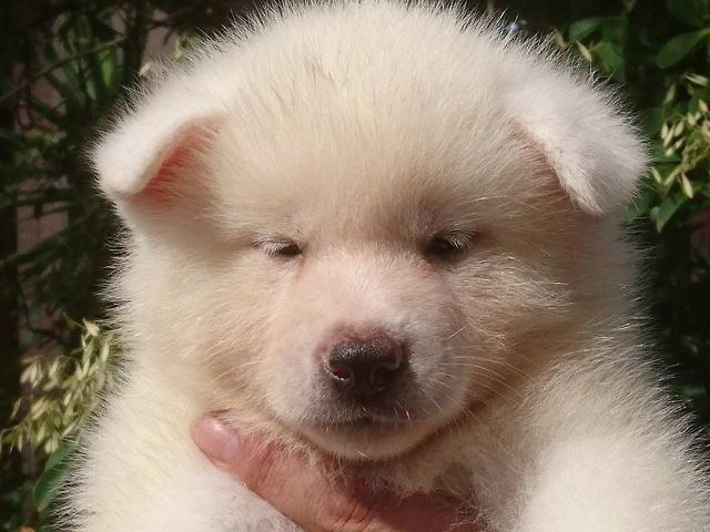 秋田犬