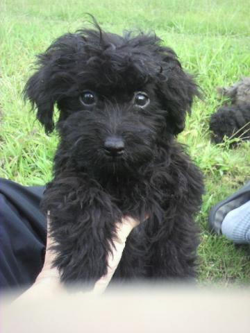 MIXトイプー７５％ポメ２５％