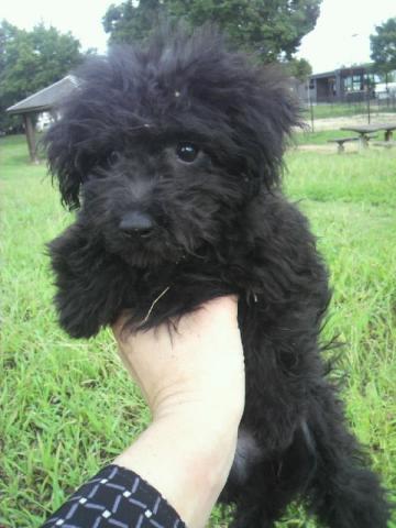 MIXプードル系ミックス犬