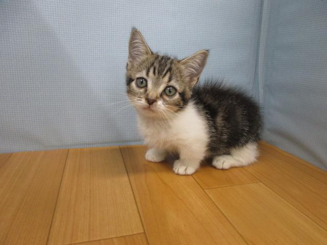 マンチカン