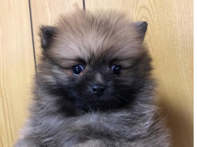 ポメラニアン