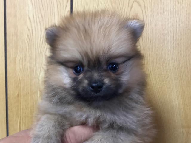 ポメラニアン