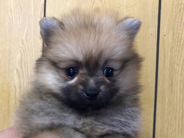 ポメラニアン