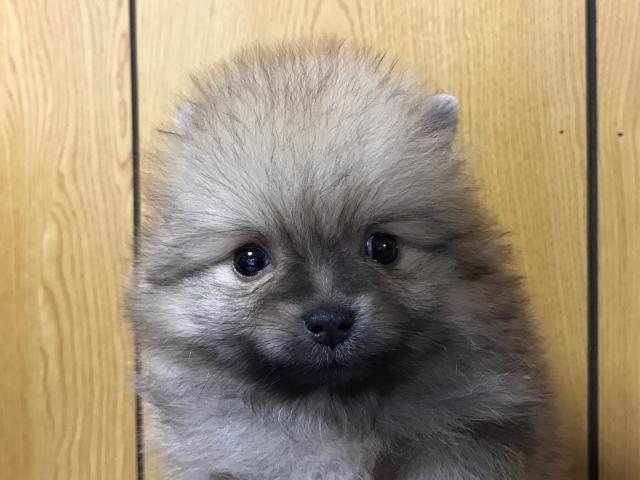 ポメラニアン