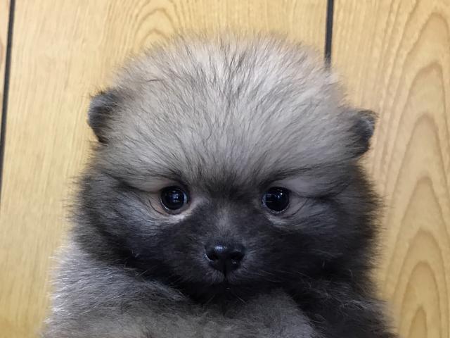 ポメラニアン