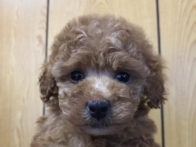 トイプードル