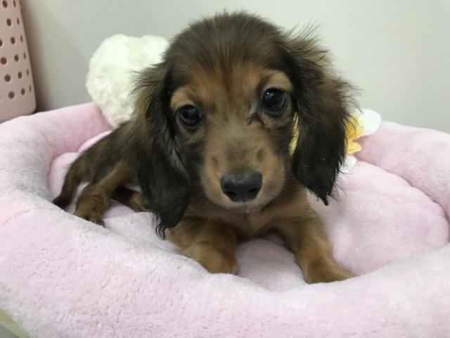 ミニチュアダックスフンド