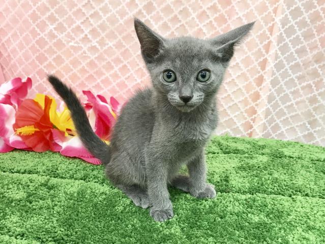 ロシアンブルー