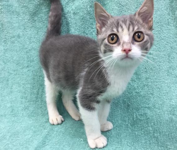 スコティッシュフォールド