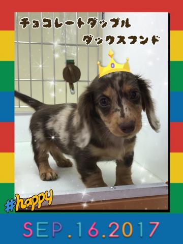 ミニチュアダックスフンド