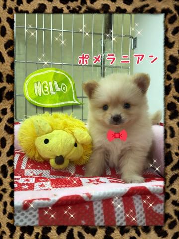 ポメラニアン