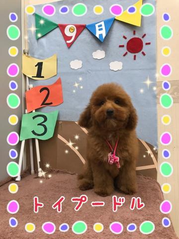 トイプードル