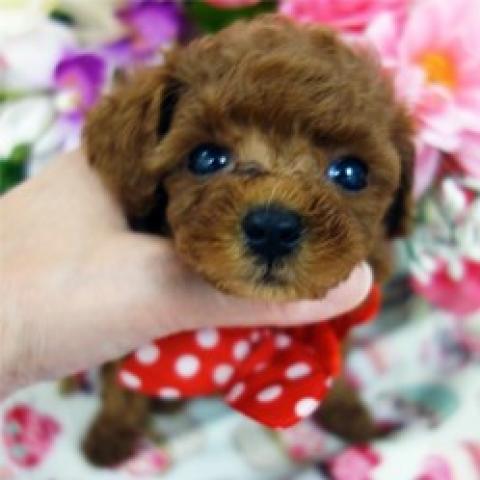 トイプードル