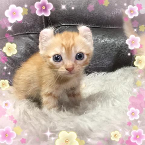 アメリカンカール
