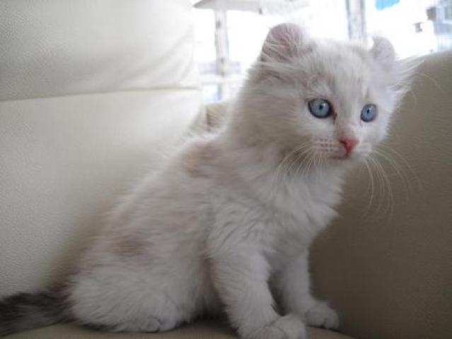 アメリカンカール