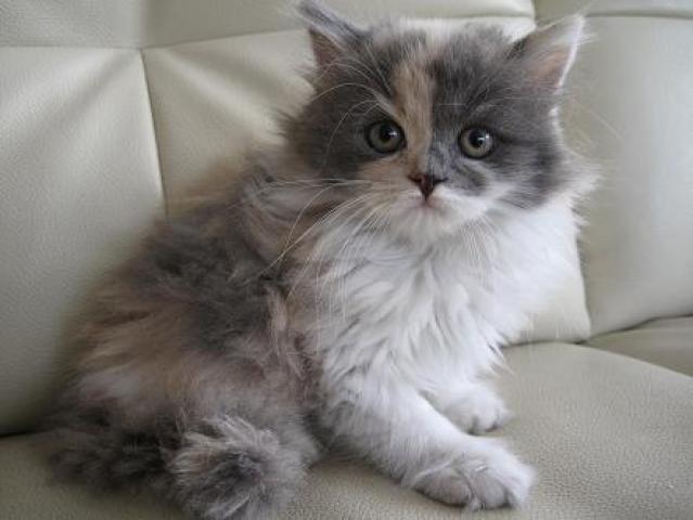 スコティッシュフォールド