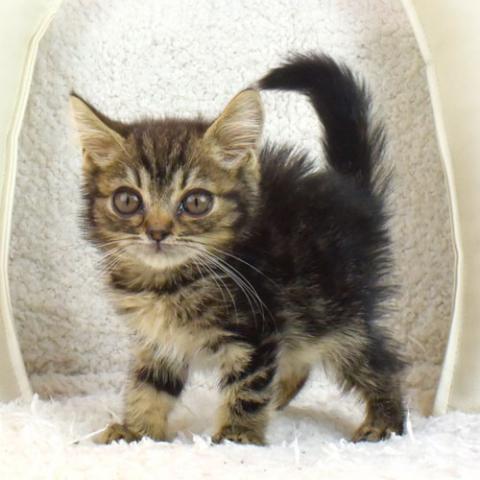 アメリカンショートヘアー