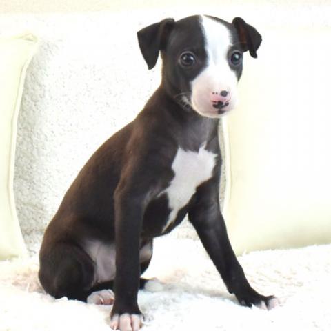 イタリアングレーハウンド