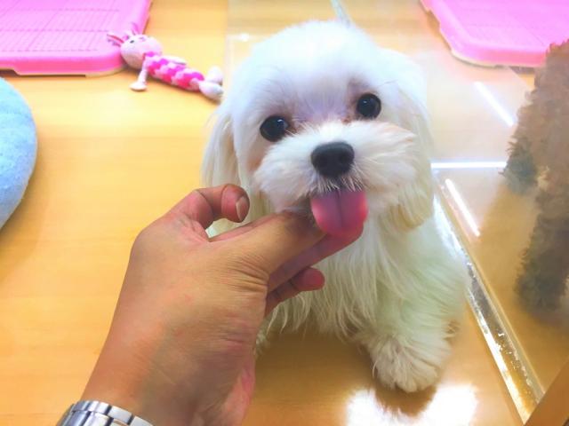 マルチーズ