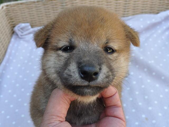 柴犬