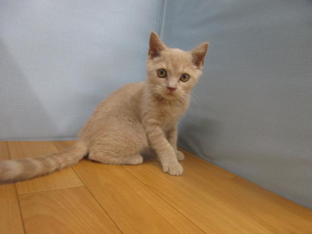 ブリティッシュショートヘア