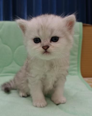 ペルシャ・ヒマラヤン