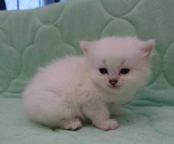 ペルシャ・ヒマラヤン