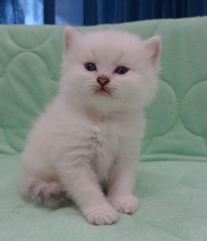 ペルシャ・ヒマラヤン