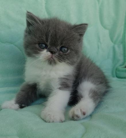 エキゾチックショートヘアー