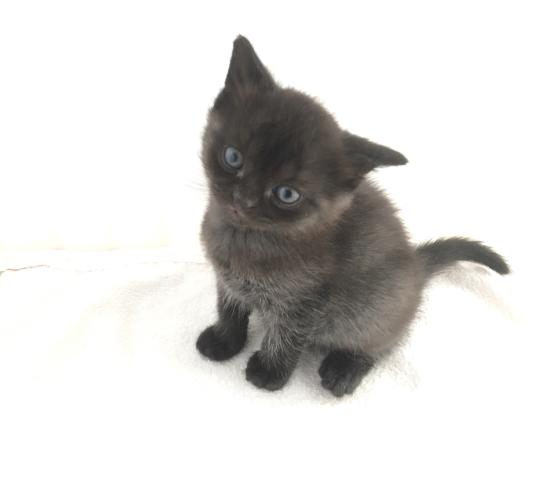 ブリティッシュショートヘア