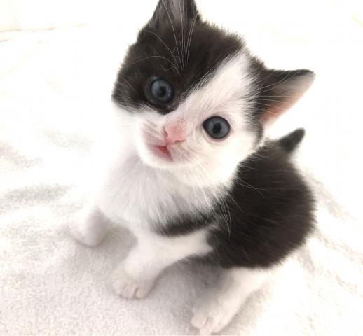 ブリティッシュショートヘア