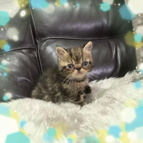 エキゾチックショートヘアー