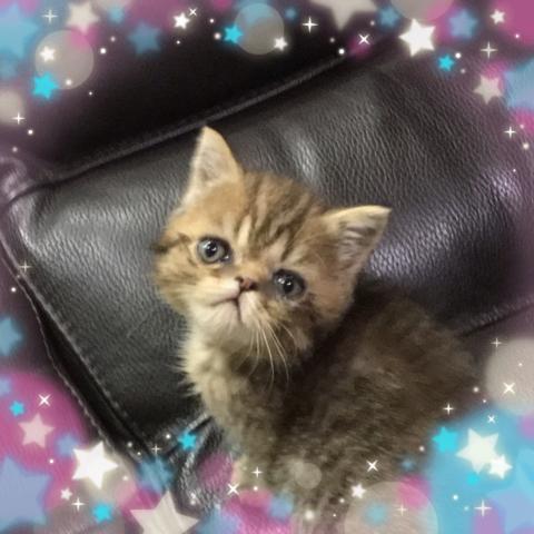 エキゾチックショートヘアー