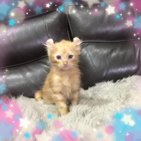 アメリカンカール