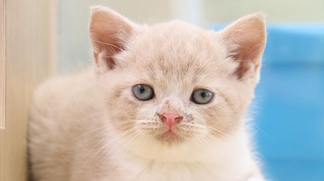 ブリティッシュショートヘア