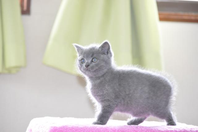 ブリティッシュショートヘア