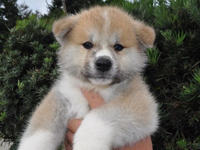 秋田犬