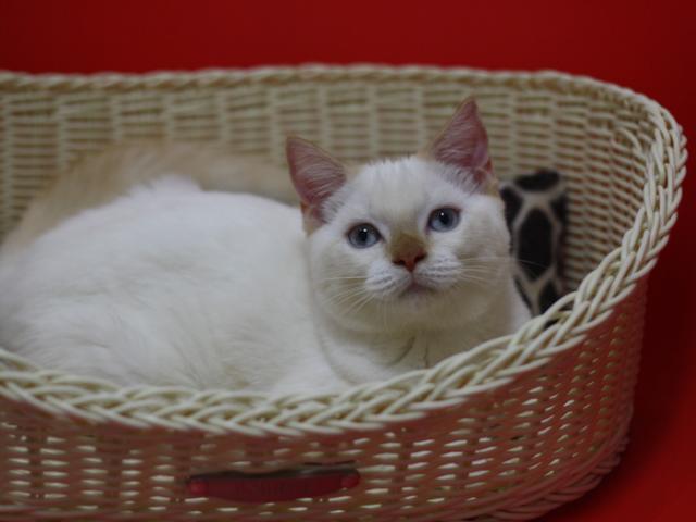 スコティッシュフォールド