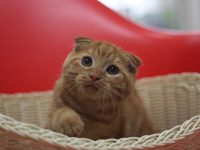 スコティッシュフォールド