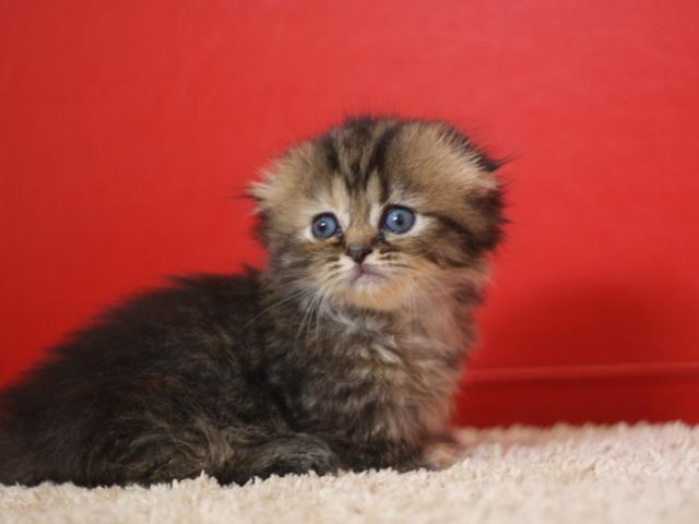 ミヌエット（旧ナポレオン）