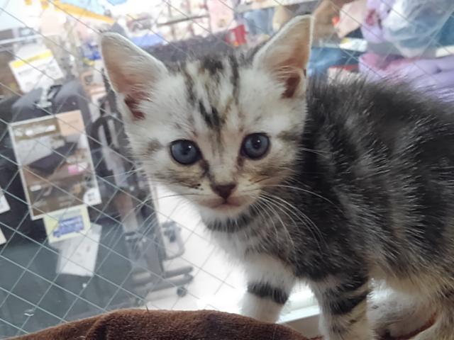 アメリカンショートヘアー