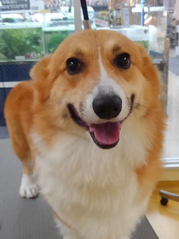 ウェルシュコーギーペンブローク