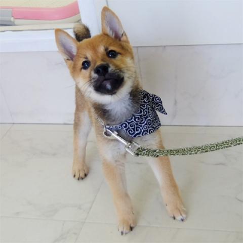 豆柴